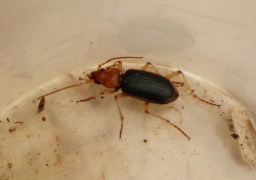 Réf. 193 944 : Nebria psammodes